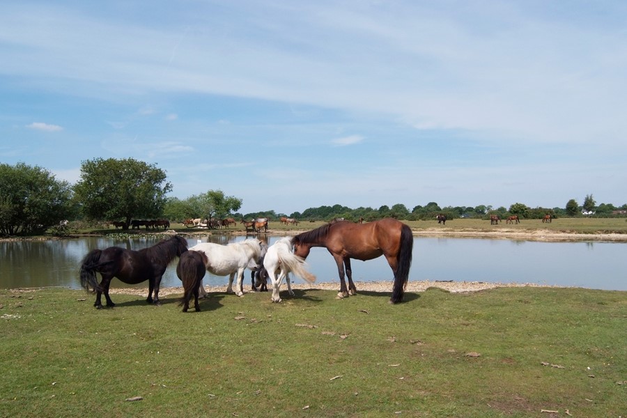 The New Forest, famous for the free-range ponies, is idyllic for walks and cycle rides.